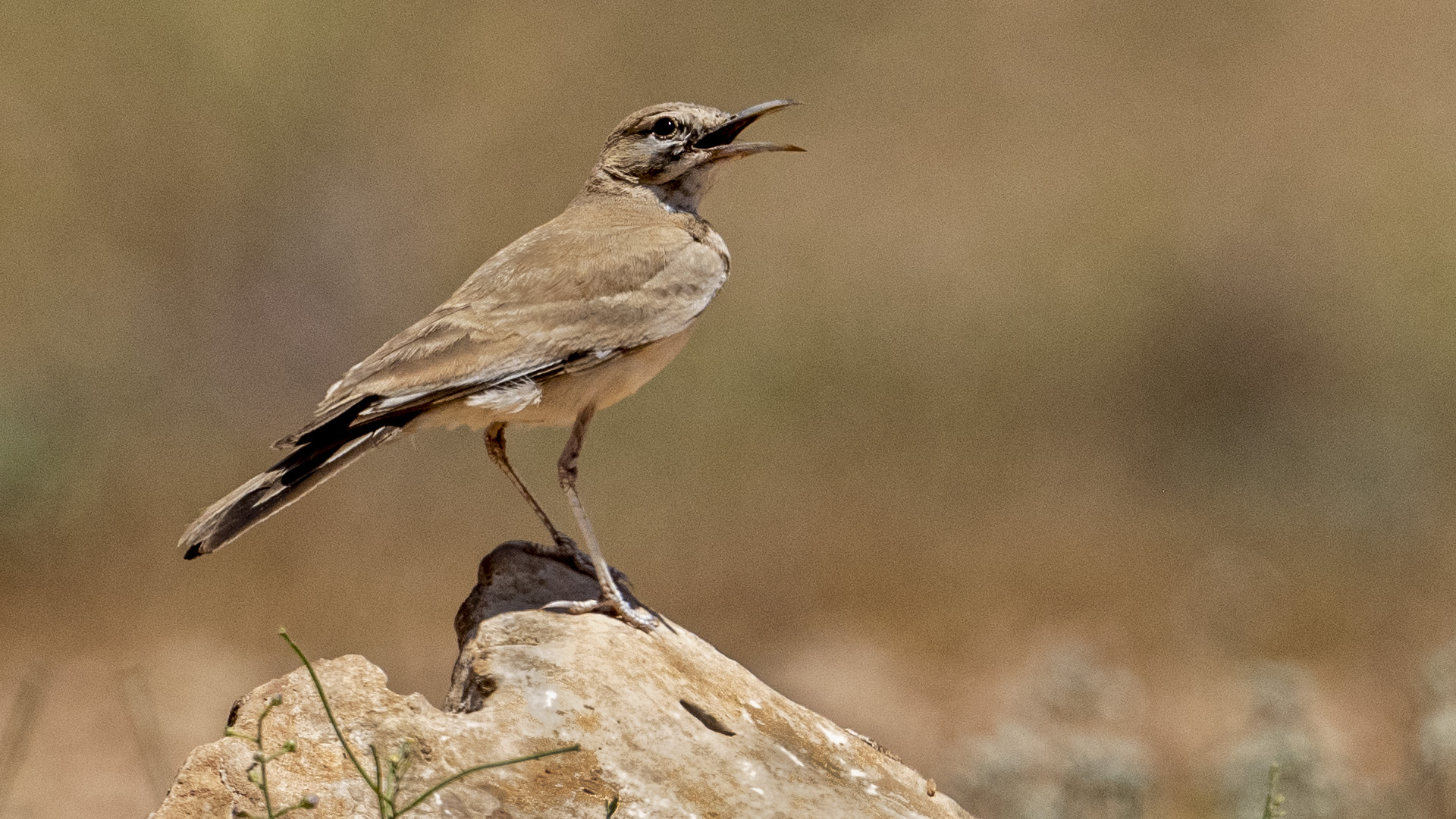 Greater Hoopoe-Lark